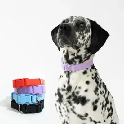 Pet Collars